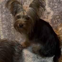 Coco - Yorkshire Terrier
