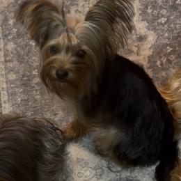 Coco - Yorkshire Terrier