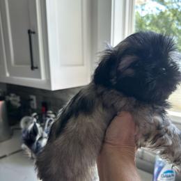 Care Bear - Silver male Shih Tzu puppy in Mineola, Texas from RL Phillips Shihtzus