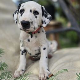 Pink collar girl - White and black female Dalmatian puppy in Valley, Washington from Loving spots Dalmatians