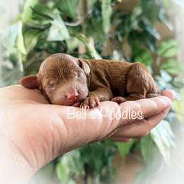 Female 2 - Red  female Poodle puppy in Fresno, California from Bell’s Poodles Of California