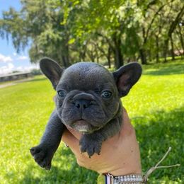 French Bulldog Puppies from Oakmont Frenchies