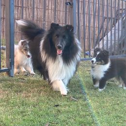 Shetland Sheepdogs from Highland Shelties