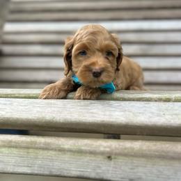 Light Blue - Buff male Cockapoo puppy in Maurice, Louisiana from Cajun Cockapoo’s