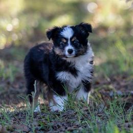 Winnie - Black tri female Toy Australian Shepherd puppy in Granbury, Texas from Best Little Aussies
