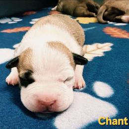 Chant - Red female American Staffordshire Terrier puppy in Clintwood, Virginia from SkyBlue Kennel