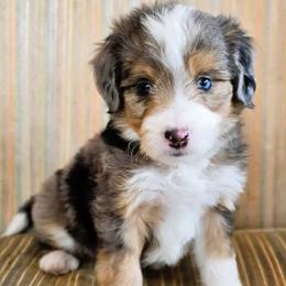Rookie - Blue merle male Aussiedoodle puppy in Lancaster, Minnesota from Wilson Cattle Co.