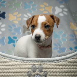 Pink Collar - Tan and white female Jack Russell Terrier puppy in Santa Clarita, California from Fair Dinkum Jack Russell Terriers