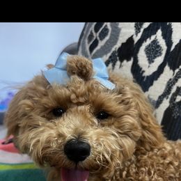 Goldendoodle Puppies from Proctor’s Petite Goldendoodles