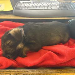 Standard Schnauzer Puppies from Dragos Kennel