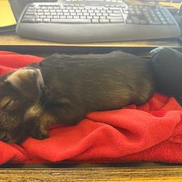 Standard Schnauzer Puppies from Dragos Kennel