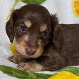Stetson - Chocolate and cream male Dachshund puppy in Sumrall, Mississippi from Huckleberry Tails