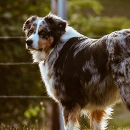 Australian Shepherds from Harmon Creek Aussies