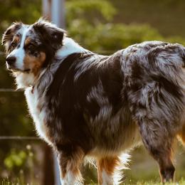 Australian Shepherds from Harmon Creek Aussies