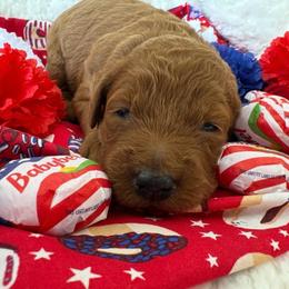 Mozzy Mozzerella - Red male Bordoodle puppy in Canfield, Ohio from Poo's Doo's & Inu's