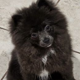 Pomeranians and Pomskies from Northern Cali Pomskies
