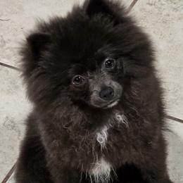 Pomeranians and Pomskies from Northern Cali Pomskies