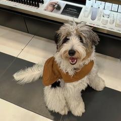 Bentley - Golden Mountain Doodle