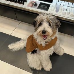 Bentley - Golden Mountain Doodle