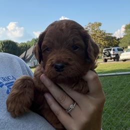 Black Collar - Red  male Goldendoodle puppy in Winchester, Tennessee from Mahaffey’s Doodles