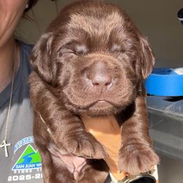 Sally - Chocolate female Labrador Retriever puppy in Orangevale, California from NorCal Silver & Coal Labradors