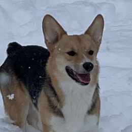 Waylon  - Pembroke Welsh Corgi