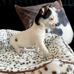 Oakey - Black and white male Chihuahua puppy in Alvord, Texas from Gift of Gods Favor