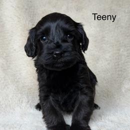 Teeny - Black male Australian Labradoodle puppy in Londonderry, New Hampshire from Granite State Labradoodles