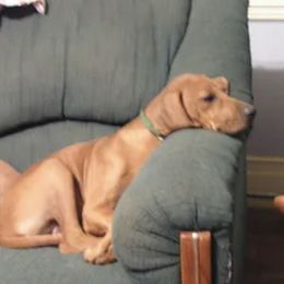 Rhodesian Ridgebacks from Regal Rhodesian Ridgebacks