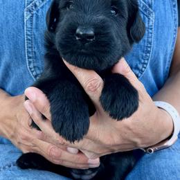 Giant Schnauzer and Miniature Schnauzer Puppies from My Angel Schnauzers