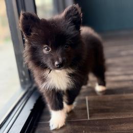 Kobalt - male Nenets Herding Laika puppy in Rockwell, Texas from Mystic Winds Nenets Laikas