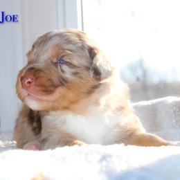 Joe - Red merle male Australian Shepherd puppy in Coldwater, Michigan from Northern Star Australian Shepherds