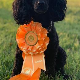 Poodles and Pudelpointers from Simply Southern Retrievers, LLC