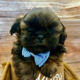 Scout - Gold male Shih Tzu puppy in Claremont, California from Lovable Shih Tzus
