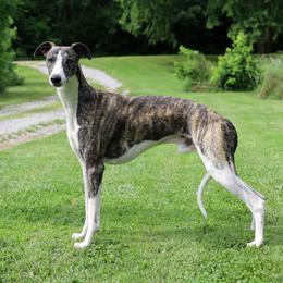 Scooter - Whippet