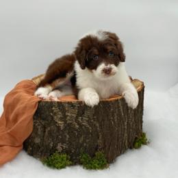 Girl 4 - Red tri-color female Aussiedoodle puppy in Manteca, California from Silva Ranch Doodles