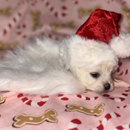 Frosty - White male Maltese puppy in Walterboro, South Carolina from Puddlejumpers