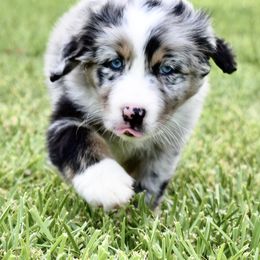 Australian Shepherd Puppies from Ellie Mae Aussies