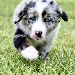 Australian Shepherd Puppies from Ellie Mae Aussies