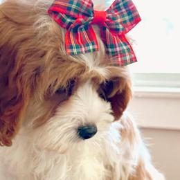 Bernedoodles and Cavapoos from Main Street Bernedoodles