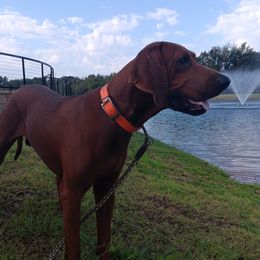 Rusty - Redbone Coonhound