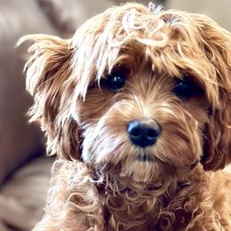 Cavapoos from Franklin Ranch Pups