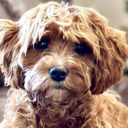 Cavapoos from Franklin Ranch Pups