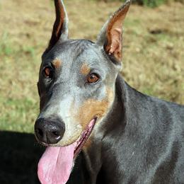 River - Doberman Pinscher