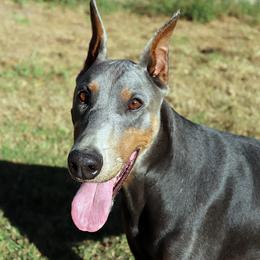 River - Doberman Pinscher