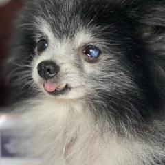 Pomeranians from Lynette Pearson's Pomeranians