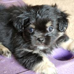 Tibetan Spaniel Puppies from Trillium Tibetan Spaniels