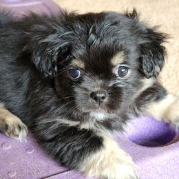 Tibetan Spaniel Puppies from Trillium Tibetan Spaniels