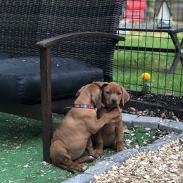Rhodesian Ridgeback Puppies from Lionlamb Ridgebacks