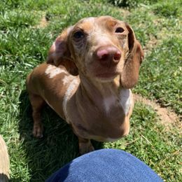 Nyx - Dachshund